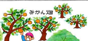 みかん畑